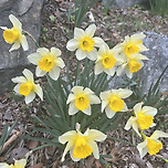 수선화철인가봄 이미지