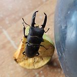 사슴벌레&amp;하늘소!!! 이미지