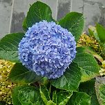 8월에 핀 수국 한 송이 이미지