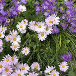 예쁘디 예쁜 꽃 이미지