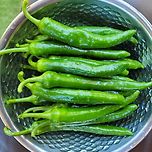 고추도 많이 심었어요. 이미지