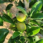 사과&amp;블루베리!!!! 이미지