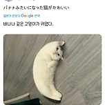 바나나같은 고양이 이미지