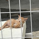 그래, 내가 아깽이다! 이미지