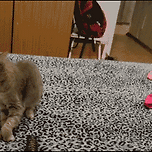 고양이 재채기.gif 이미지