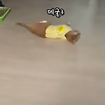 부르면 굴러서 오는 고양이.short 이미지