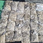 9월16일 군산 강남호 쭈꾸미 망탱이 조황 ㅡ내일 자리 여유 있습니다 이미지