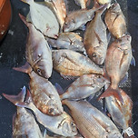 군산 강남호 참돔 조황 ㅡ일요일에 생미끼 낚시 출조 자리여유 있습니다 이미지