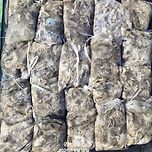 9월18일 군산 강남호 쭈꾸미 망탱이 조황 ㅡ내일 자리 여유 있습니다 이미지