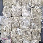 군산 강남호 쭈꾸미 망탱이 조황 이미지