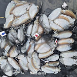 군산 강남호 갑오징어 조황 이미지