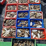 9월20일 군산 강남호 갑오징어 조황 이미지