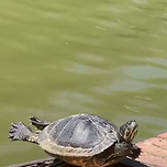 일광욕에 스트레칭까지하는 거북이 이미지