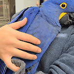 사람에게 앵기는거 좋아하는 앵무새 이미지