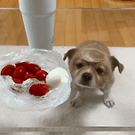 강아지 키우는 집에서 투명테이블을 써야하는 이유 이미지