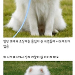 포메라니안 성격이 대범한 이유 이미지