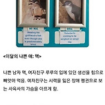 호주 아쿠아리움의 나쁜 펭귄과 착한 펭귄 이미지