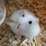 몇 년 전에 키웠던 햄스터 이미지