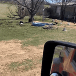 차 알아보고 마중나오는 닭 이미지