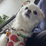 사진관에 따라왔는데 강쥐가! 이미지