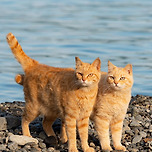 섬고양이들은 둘씩 짝을 지어다닌다.jpg 이미지