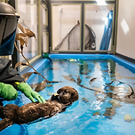 수족관 직원이 다스베이더 수트를 입는 이유 이미지