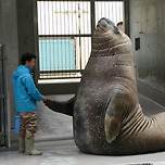 코끼리 물범의 실제 크기 이미지