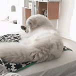 다른 동물과 함께 자란 동물 모음.jpg 이미지