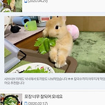 샤브샤브 야채도 넉넉해서 토끼랑 나눠먹었습니다 이미지