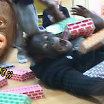 TV 인기스타였던 오랑우탄 오랑이 근황 이미지