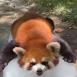 레서판다 여름나기 이미지