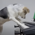 섬에서 외로워 하던 손자를 위해 유기견을 데려왔는데.. 이미지