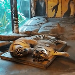 침대 같이 쓰는 호랑이 부부 이미지