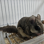 다람쥐가 탈출했는데 몇 시간동안 눈치 못 챘다 이미지