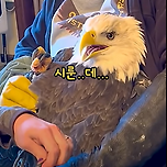 생각보다 쉽다는 독수리 발톱자르기 이미지