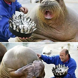 생일선물 받고 기뻐하는 바다코끼리 이미지