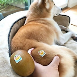 음식인척하는 반려동물 사진 이미지