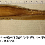 (더러움1주의 신비로움 2추가) 고래의 귀지 이미지