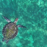 제주서 멸종위기 푸른바다거북 잇단 포착…해파리 먹고 짝짓기 이미지