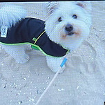 인기글 올라와서 알게된 짜루라는 강아지 이미지