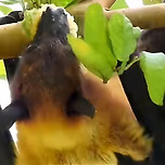 겉모습만 보고 판단하면 안되는 동물 이미지