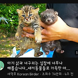 아기 삵과 아기 너구리 좀 봐봐 😭 이미지