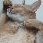 랜더스는 연패를 탈출할 것인가 이미지