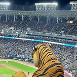 어제 마주한 호랑이 🐯 이미지