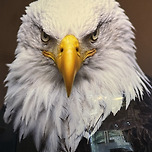 최강 한화 ㅡ 가을야구 넘어서 통합우승가자 이미지