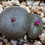 세레와 글로보섬 이미지