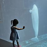 흰고래 벨루가 이미지