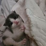 임보후 나의 첫고양이 이미지