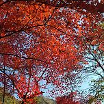 작년 내장산 단풍~ 이미지