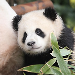 빨래하는 강바오 (feat. 그 판다) 이미지